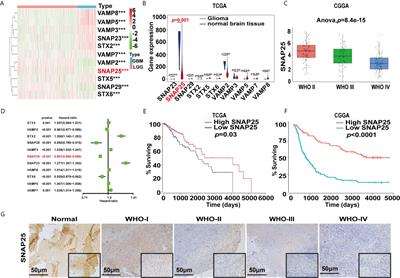 SNAP25 Inhibits Glioma Progression by Regulating Synapse Plasticity via GLS-Mediated Glutaminolysis